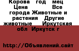 Корова 1 год 4 мец › Цена ­ 27 000 - Все города Животные и растения » Другие животные   . Иркутская обл.,Иркутск г.